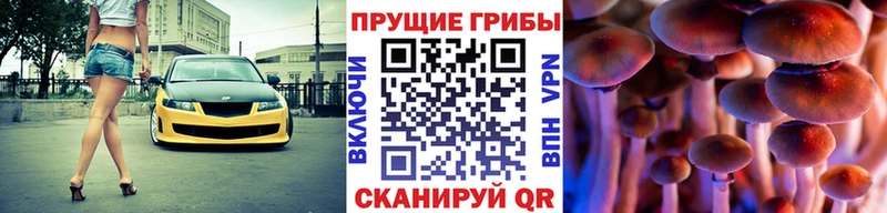 Псилоцибиновые грибы Cubensis  Будённовск 